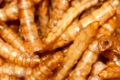 yellow meal worm flour beetle